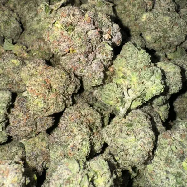 Hollywood Gelato