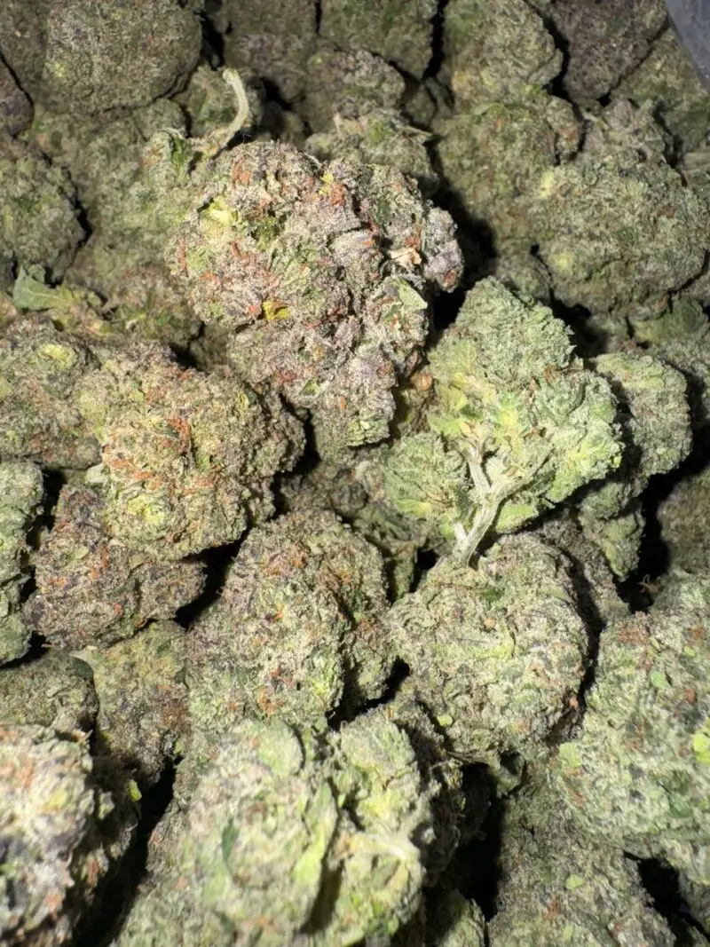 Hollywood Gelato